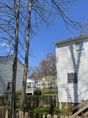 5 trees removed 2 trees elevated - 5 trees were dead dropping dead limbs also trees next to house limbs were touching house