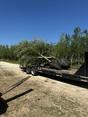 7” Live Oaks - TreesXSale - Landscaping 7” Live Oaks - TreesXSale - Landscaping