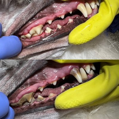 Before and After - Here are some before and after of our Dentals