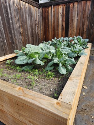 Dana Point Garden bed - This project in Dana Point was perfect because we used an empty backyard. With projects like this, you are giving life to a space to produce food. Now, you know where your food is coming from and what we are using to make these delicious vegetables. 
A project like this is simple to build, wood is not expensive, and we found a really good soil, with a lot of nutrients for your plants.