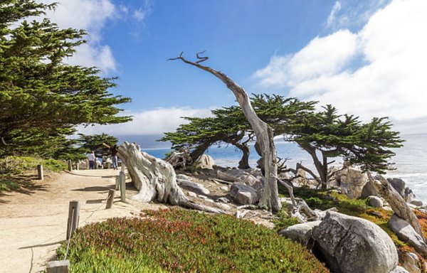 Monterey and Carmel Tours - Monterey and Carmel tour. Privet tours from San Francisco/Bay Area. Will visit: Monterey Bay Aquarium, Cannery Row, 17-Mile Drive, White Sandy Beachs, shopping, and lunch downtown Carmel. Great prices please call 415-810-3992. Monterey and Carmel Tours - Monterey and Carmel tour. Privet tours from San Francisco/Bay Area. Will visit: Monterey Bay Aquarium, Cannery Row, 17-Mile Drive, White Sandy Beachs, shopping, and lunch downtown Carmel. Great prices please call 415-810-3992.