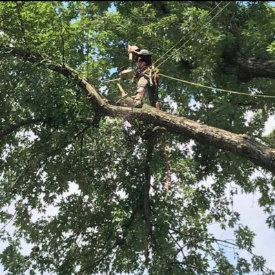 Tree Trimming - Keep your trees in excellent condition with JD Tree Service. We provide residential and commercial tree trimming and pruning services to maintain your trees. We know how to correctly and safely prune all types of trees. Whether your trees need to be trimmed for health, structure, or clearance, we can help! Contact the knowledgeable team at JD Tree Service today to learn more about the residential and commercial tree trimming services we offer. Give us a call at (703) 209-9772 or at (540) 219-4451 to get started with a free project quote. Tree Trimming - Keep your trees in excellent condition with JD Tree Service. We provide residential and commercial tree trimming and pruning services to maintain your trees. We know how to correctly and safely prune all types of trees. Whether your trees need to be trimmed for health, structure, or clearance, we can help! Contact the knowledgeable team at JD Tree Service today to learn more about the residential and commercial tree trimming services we offer. Give us a call at (703) 209-9772 or at (540) 219-4451 to get started with a free project quote.