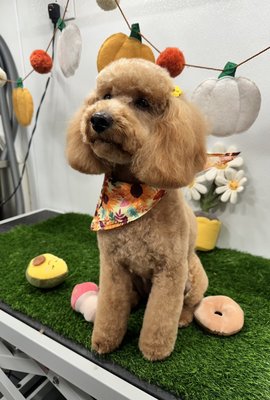 Fall Grooms - A few recent grooms done in the Zoomin Van. Thank you for trusting us with your beautiful pups Fall Grooms - A few recent grooms done in the Zoomin Van. Thank you for trusting us with your beautiful pups
