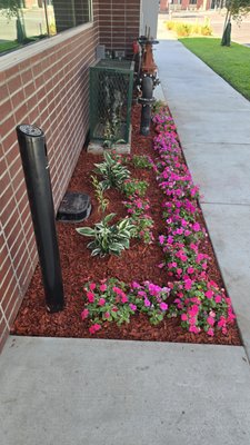 Front Yard and Backyard Design: Planting of Flowers and Plants - The Front yard and backyard flower beds of this office looked unorganized and miserable. We were hired to design the flower beds, plant flowers and plants, install drip irrigation system and mulch the flower beds.
After the soil management, adding of organic soil, organic fertilizing, planting of Impatients, Lilies and Boxwoods at the front and back yards, installing the dripping irrigation system and mulching, the flower beds at the front and back yards looked gorgeous.
We created a small paradise for our client. Front Yard and Backyard Design: Planting of Flowers and Plants - The Front yard and backyard flower beds of this office looked unorganized and miserable. We were hired to design the flower beds, plant flowers and plants, install drip irrigation system and mulch the flower beds.
After the soil management, adding of organic soil, organic fertilizing, planting of Impatients, Lilies and Boxwoods at the front and back yards, installing the dripping irrigation system and mulching, the flower beds at the front and back yards looked gorgeous.
We created a small paradise for our client.