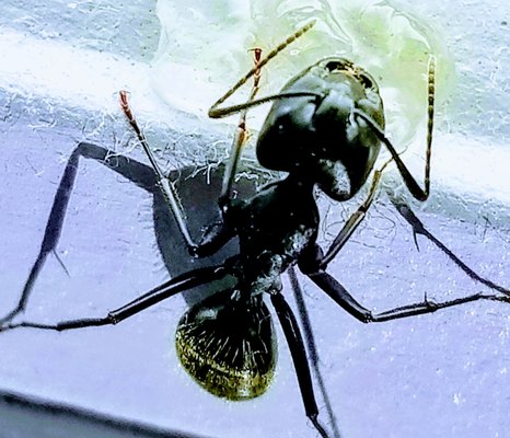 Ant Control Services - Ants are our second most popular service, despite being active for only a quarter of the year. It takes a great deal of strategy to eliminate ants quickly. Most companies rely on foundation spraying, and some spray or bait indoors. Few exterminators in Cleveland take the time to track ants, locate their nests, and treat them directly. Not many pest control companies bait outside either. On the other hand, we use many premium products and take the time to conduct thorough inspections. At the same time, ant control can be complex and may require multiple or ongoing treatments, but the value of our ant control service is hard to beat. Ant Control Services - Ants are our second most popular service, despite being active for only a quarter of the year. It takes a great deal of strategy to eliminate ants quickly. Most companies rely on foundation spraying, and some spray or bait indoors. Few exterminators in Cleveland take the time to track ants, locate their nests, and treat them directly. Not many pest control companies bait outside either. On the other hand, we use many premium products and take the time to conduct thorough inspections. At the same time, ant control can be complex and may require multiple or ongoing treatments, but the value of our ant control service is hard to beat.