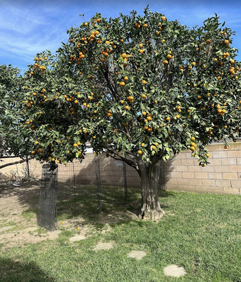 🌳 Transform Your Yard with Expert Tree Care! 🌳 - **🌳 Need Tree Care? We've Got You Covered! 🌳
Your trees deserve the best care—and we deliver it!

Whether it’s maintaining the health of your trees or handling storm damage, JL Tree Care is here to help with expert tree services.
🌿 Tree Removal (Fast, Safe, and Efficient)
✂️ Pruning & Trimming (Enhancing Health & Beauty)
🪓 Stump Grinding & Removal (Clear Your Yard)
🍃 Tree Health & Disease Management (Keep Your Trees Thriving)
⚡ Emergency Tree Services (Quick Response, Day or Night)