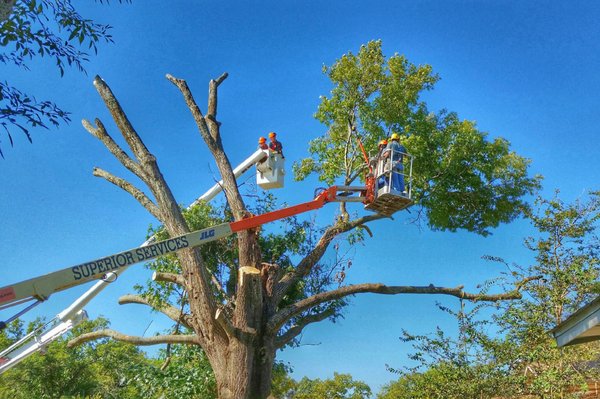 Tree Removal - We strive to preserve every tree in the Texas Hill Country, however certain situations force us to remove designated trees.  Whether to eliminate potential hazards, clean-up after a hazard, prevent spread of disease, encourage development of healthy trees in overcrowded areas, or facilitate construction developments our skilled tree care professionals are trained to safely remove any tree.
