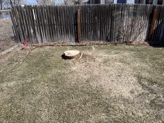 Back yard Westminster stump! - Stumps are no match for us at Premier Stump Grinding! We always remove the entire stump so you can make the landscaping in your yard perfect without obstacles! Back yard Westminster stump! - Stumps are no match for us at Premier Stump Grinding! We always remove the entire stump so you can make the landscaping in your yard perfect without obstacles!