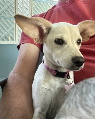 Puppy Socialization - We help to socialize your pup. We introduce them to the group one:one. Puppy Socialization - We help to socialize your pup. We introduce them to the group one:one.