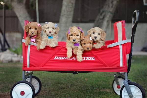 Discover JOY with California Dulce Doodles - Experience the difference with California Dulce Doodles. From our family to yours, we specialize in breeding top quality Australian Labradoodles dogs ensuring healthy and happy companions for life.