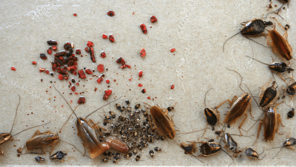 Cockroach Control Services - There are several types of cockroaches, and each prefers different kinds of harborage and different life cycles that require different treatment strategies. We offer cockroach control solutions for your home or business to control them the right way the first time. Cockroach Control Services - There are several types of cockroaches, and each prefers different kinds of harborage and different life cycles that require different treatment strategies. We offer cockroach control solutions for your home or business to control them the right way the first time.