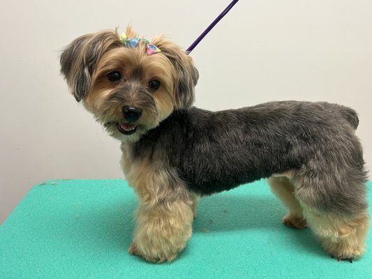 Come see us for all your grooming needs! - AT TAILS AND TANGLES GROOMING, WE PROVIDE A CALM KENNEL-FREE ENVIRONMENT FOR ONE-ON-ONE DOG GROOMING TAILORED TO YOUR PUP'S UNIQUE NEEDS IN NORTHEAST ATLANTA. Come see us for all your grooming needs! - AT TAILS AND TANGLES GROOMING, WE PROVIDE A CALM KENNEL-FREE ENVIRONMENT FOR ONE-ON-ONE DOG GROOMING TAILORED TO YOUR PUP'S UNIQUE NEEDS IN NORTHEAST ATLANTA.