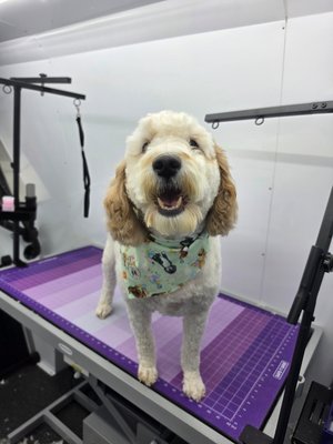 Ted’s Fresh New Look! - Check out this handsome boy! Ted is feeling light, fluffy, and ready for his close-up after his spa day. Whether your pup needs a full makeover or just a tidy-up, I'm here to help them look and feel their absolute best.
Book your next appointment today! Ted’s Fresh New Look! - Check out this handsome boy! Ted is feeling light, fluffy, and ready for his close-up after his spa day. Whether your pup needs a full makeover or just a tidy-up, I'm here to help them look and feel their absolute best.
Book your next appointment today!