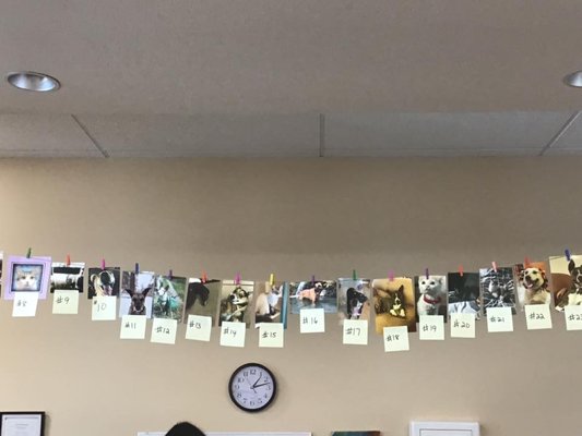 Favorite Pet Contest! - Our patients voted for an entire month for Favorite Pet, Best Dressed Pet, and Silliest Face! Favorite Pet Contest! - Our patients voted for an entire month for Favorite Pet, Best Dressed Pet, and Silliest Face!