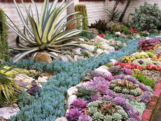 Succulent and Xeriscape Garden Design - Vince’s Landscaping has been in business since 1982. Many of our employees have been with our company for over 15 years and have been personally trained by our owner, Vince Martino. They include specialists in many disciplines and are some of the most knowledgeable landscapers and gardeners in the area.
Vince’s Landscaping is a full-service firm. Our own employees work on all of our projects. We do not subcontract to outside companies. We also have the added benefit of owning and operating a fully equipped landscaping facility in Martinez, California.
The facility is stocked with a wide array of soil, rock, barks, and plants, as well as a complete selection of construction, irrigation, and land moving equipment. Succulent and Xeriscape Garden Design - Vince’s Landscaping has been in business since 1982. Many of our employees have been with our company for over 15 years and have been personally trained by our owner, Vince Martino. They include specialists in many disciplines and are some of the most knowledgeable landscapers and gardeners in the area.
Vince’s Landscaping is a full-service firm. Our own employees work on all of our projects. We do not subcontract to outside companies. We also have the added benefit of owning and operating a fully equipped landscaping facility in Martinez, California.
The facility is stocked with a wide array of soil, rock, barks, and plants, as well as a complete selection of construction, irrigation, and land moving equipment.
