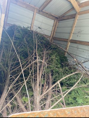 Yard Removal - This limb removal was at a clients house, over grown tree that was starting to block his parking and scratch his vehicles. He Called us and we got it done. Yard Removal - This limb removal was at a clients house, over grown tree that was starting to block his parking and scratch his vehicles. He Called us and we got it done.