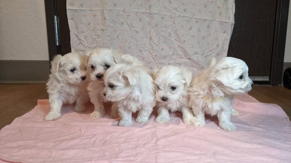 Purebred Maltese for sale - All our puppies are fully vaccinated, dewormed, and come with CKC Registration Papers!! Two females one male ready to take home for only $1200. Feel free to text/email any questions, we'll respond! Purebred Maltese for sale - All our puppies are fully vaccinated, dewormed, and come with CKC Registration Papers!! Two females one male ready to take home for only $1200. Feel free to text/email any questions, we'll respond!