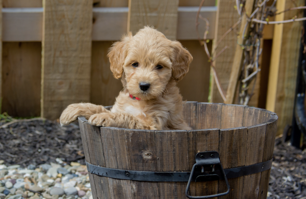 Pet-friendly - We welcome dogs under 35 lbs. in our guest rooms. Pet-friendly - We welcome dogs under 35 lbs. in our guest rooms.