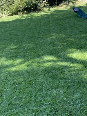 Let us mow your lawn this summer . - Peacock loves the freshly mowed grass . Let us mow your lawn this summer . - Peacock loves the freshly mowed grass .