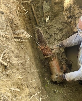 Root Intrusion Sewer Cleaning - Root Intrusions are common problems for homeowners with mature trees on their property, as the roots naturally seek out sources of moisture and nutrients. Call us today to take advantage of our sewer and drain cleaning services! Root Intrusion Sewer Cleaning - Root Intrusions are common problems for homeowners with mature trees on their property, as the roots naturally seek out sources of moisture and nutrients. Call us today to take advantage of our sewer and drain cleaning services!