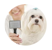SHEAR STYLED SERVICE! - This full dog grooming package inclues:
~Full Tidy and Coat Styling
~Brush Out
~2-in-1 Shampoo / Conditioner treatment
~Anal gland check / expression
~Fluff Dry
~Ear Clean
~Nail trim / grinding
~Purr-fume
~Bandana / Bows