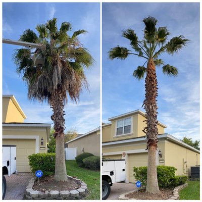 Palm Tree - A Full-Service Company
Experienced / Licensed / Insured
We Won't Leaf You Hanging! Palm Tree - A Full-Service Company
Experienced / Licensed / Insured
We Won't Leaf You Hanging!