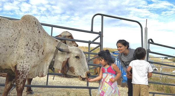 Contribute - What could you do?
Adopt all cow for a day / month / year / lifetime
Or help build a new home for our cows
Serving cows holds deep spiritual and cultural significance, especially in Vedic traditions. Cows are considered sacred and revered as symbols of abundance, purity, and non-violence. By serving cows, one nurtures compassion, humility, and a connection with nature. Additionally, cows provide essential resources like milk, which is used in many sacred rituals, and their peaceful presence is believed to purify the environment. In Vedic texts, cow protection is seen as a pious act that pleases the Supreme Lord and contributes to the welfare of society as a whole.