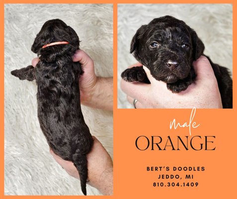 Our Current Puppies Available - Beautiful Double Doodles puppies born on 1/9/25. Momma Molly is a F1b Labradoodle and Daddy Jake is an F1 Goldendoodle. Pups size full grown will be 50-65 lbs. Our Current Puppies Available - Beautiful Double Doodles puppies born on 1/9/25. Momma Molly is a F1b Labradoodle and Daddy Jake is an F1 Goldendoodle. Pups size full grown will be 50-65 lbs.