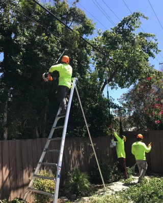 Tree Pruning in San Jose, CA - Regular tree pruning is an important part of keeping your trees healthy and beautiful. The Majestic Tree Service team is San Jose, CA’s first choice for tree trimming and other tree services.