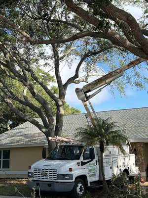 Storm Damage - Storms can cause serious damage to trees and fallen or significantly damaged trees may threaten your property and your safety. Many shade and ornamental trees are damaged throughout the year by windstorms, lightning or other mechanical sources (automobiles, vandalism, etc.). Damage usually consists of a few broken branches.
However, more severe damage such as splitting or pulling apart of branch forks, removal of large areas of bark, twisting and splitting of the trunk, or even uprooting may occur.
These injuries usually result in a change in appearance of the tree and increase its susceptibility to a subsequent insect or disease attack, or can cause damage to surrounding buildings and vehicles. Thus, it is important that the damage be properly treated and repairs made to maintain the health of the tree and safety to the surrounds.
Occasionally, trees may be uprooted as a result of severe storms. If the tree is large, it cannot be saved and therefore must be removed.
Yes! We provide storm damage and hurricane damage tree removal services Storm Damage - Storms can cause serious damage to trees and fallen or significantly damaged trees may threaten your property and your safety. Many shade and ornamental trees are damaged throughout the year by windstorms, lightning or other mechanical sources (automobiles, vandalism, etc.). Damage usually consists of a few broken branches.
However, more severe damage such as splitting or pulling apart of branch forks, removal of large areas of bark, twisting and splitting of the trunk, or even uprooting may occur.
These injuries usually result in a change in appearance of the tree and increase its susceptibility to a subsequent insect or disease attack, or can cause damage to surrounding buildings and vehicles. Thus, it is important that the damage be properly treated and repairs made to maintain the health of the tree and safety to the surrounds.
Occasionally, trees may be uprooted as a result of severe storms. If the tree is large, it cannot be saved and therefore must be removed.
Yes! We provide storm damage and hurricane damage tree removal services