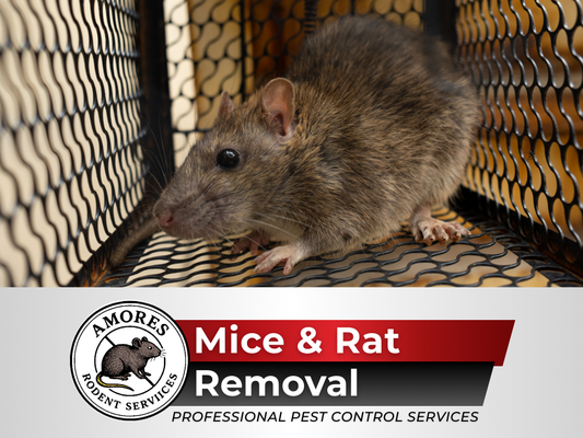 Mice & Rat Removal - Mice & Rat Removal