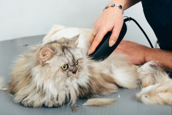 Feline Finery Spa - Treat your beloved feline friend to the purrfect grooming experience with our Feline Finery Spa services. Our expert groomers understand the unique needs of cats and provide gentle, personalized care to ensure a stress-free grooming session. Whether your cat needs a trim, a bath, or simply some extra pampering, we've got you covered. 
**Prices may vary - all services include nail trimming, ear cleaning and sanitary trims.