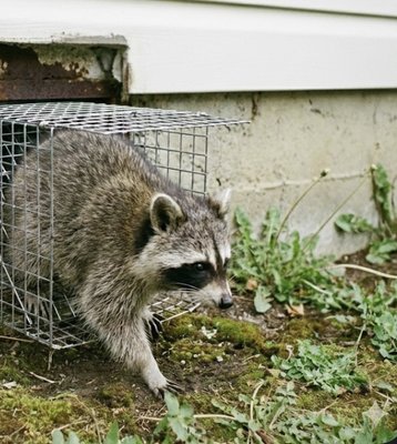 Raccoon Removal - If you detect scratching or unusual sounds emanating from your attic or crawlspace, it likely indicates a wildlife intrusion, such as raccoons. We offer a comprehensive solution to resolve this issue safely and permanently.
Our process includes:
• Thorough Inspection: We professionally assess the premises to identify the species, observe their behavior, and determine the population size.
• Detailed Reporting: You will receive a full inspection report along with a transparent quote outlining the timeline and cost for resolution.
• Humane Removal & Exclusion: We perform a complete eviction of the animals and implement "exclusion" techniques to structurally secure the area, ensuring the intrusion does not happen again.
• Restoration: The service concludes with a rigorous cleanup and disinfection of the affected area to ensure your safety and hygiene. Raccoon Removal - If you detect scratching or unusual sounds emanating from your attic or crawlspace, it likely indicates a wildlife intrusion, such as raccoons. We offer a comprehensive solution to resolve this issue safely and permanently.
Our process includes:
• Thorough Inspection: We professionally assess the premises to identify the species, observe their behavior, and determine the population size.
• Detailed Reporting: You will receive a full inspection report along with a transparent quote outlining the timeline and cost for resolution.
• Humane Removal & Exclusion: We perform a complete eviction of the animals and implement "exclusion" techniques to structurally secure the area, ensuring the intrusion does not happen again.
• Restoration: The service concludes with a rigorous cleanup and disinfection of the affected area to ensure your safety and hygiene.