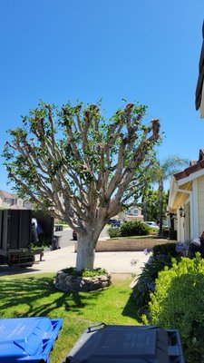 Ficus Tree Trimming - we trimmed this ficus tree really nice and Shape and it was toching the roof and getting too big. Ficus Tree Trimming - we trimmed this ficus tree really nice and Shape and it was toching the roof and getting too big.
