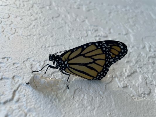 Atlantic Pest Control is the Non-toxic way to go.Call 561 843 3633. Or visit www.AnonToxicPestControl.com - For over 20 years we guarantee results without spraying toxins in your home. We are a father and son business, and we wouldn't want our loved ones exposed to toxic chemicals, neither should you. If our competitors come in with a spray can then its harmful to you and your loved one's health. If you don't care then don't call us. We DO care. At Atlantic Pest Control we feel we are all exposed to too many things that are not good for our health and to the health of our planet. We care and we are trying to make a difference one home at a time. We will treat your home as if its our home too. Atlantic Pest Control is the Non-toxic way to go.Call 561 843 3633. Or visit www.AnonToxicPestControl.com - For over 20 years we guarantee results without spraying toxins in your home. We are a father and son business, and we wouldn't want our loved ones exposed to toxic chemicals, neither should you. If our competitors come in with a spray can then its harmful to you and your loved one's health. If you don't care then don't call us. We DO care. At Atlantic Pest Control we feel we are all exposed to too many things that are not good for our health and to the health of our planet. We care and we are trying to make a difference one home at a time. We will treat your home as if its our home too.