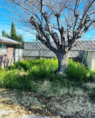 Yard Cleanout and Junk Removal - We had the opportunity to help out a loyal customer in a backyard clean out. Super grateful he chose The Junk Brothers! Yard Cleanout and Junk Removal - We had the opportunity to help out a loyal customer in a backyard clean out. Super grateful he chose The Junk Brothers!
