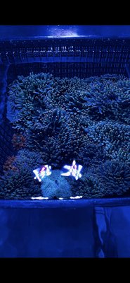Saltwater Fish and Coral - We have all your saltwater needs from fish to equipment and dry goods. Stop on by to view our selection as we bring in from common to oddball varieties. We also offer special orders just in case we don’t have what you’re looking for. Saltwater Fish and Coral - We have all your saltwater needs from fish to equipment and dry goods. Stop on by to view our selection as we bring in from common to oddball varieties. We also offer special orders just in case we don’t have what you’re looking for.