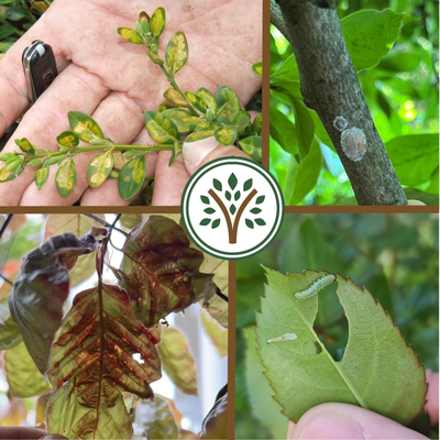 Plant & Tree Healthcare - Organically Green diagnoses, treats, and prevents common and uncommon plant and tree diseases and pests. As certified arborists with years of experience, we diagnose nutrient deficiencies, pests, and fungi that cause plant disease and decay and provide paths forward in remedying the issues. Plant & Tree Healthcare - Organically Green diagnoses, treats, and prevents common and uncommon plant and tree diseases and pests. As certified arborists with years of experience, we diagnose nutrient deficiencies, pests, and fungi that cause plant disease and decay and provide paths forward in remedying the issues.