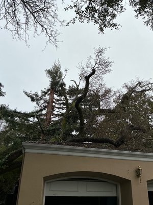EC TREE SERVICE - Updated February 2026 - 128 Photos & 468 Reviews ...