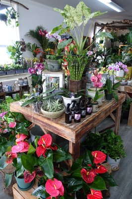 Heights Floral + House Plants - As Heights Floral & Tammy's Floral, we have been brightening up the Gorge community for 46 years!
We create gorgeous floral arrangements for all sorts of occasions—weddings, birthdays, or just because. Our focus on quality and making sure you’re happy means every bouquet is made with love and a bit of flair.
Let us bring some floral magic right to your door! Heights Floral + House Plants - As Heights Floral & Tammy's Floral, we have been brightening up the Gorge community for 46 years!
We create gorgeous floral arrangements for all sorts of occasions—weddings, birthdays, or just because. Our focus on quality and making sure you’re happy means every bouquet is made with love and a bit of flair.
Let us bring some floral magic right to your door!