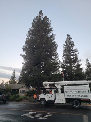 Redwood Weight Reduction - These Redwoods Tree were over Grown customer asked us to make them safe so we did by thinning and reducing weight on the limbs!! Call Now for a free consultation! Redwood Weight Reduction - These Redwoods Tree were over Grown customer asked us to make them safe so we did by thinning and reducing weight on the limbs!! Call Now for a free consultation!