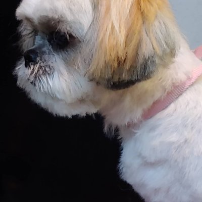 Full groom before and after - This was a puppy's 3rd grooming. He was angelic! Spa day was fun! Full groom before and after - This was a puppy's 3rd grooming. He was angelic! Spa day was fun!
