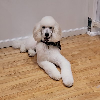 Puppycut w/clean face - Puppycut with clean face on tgis Standard Poodle