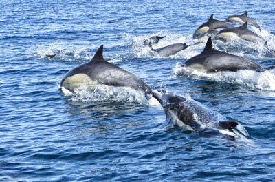 Dolphin / Sea Lion Nature Tours - We feature several different types of sailing charters and boat tours. Our Sea Lion / Dolphin boat tours leave at 10am, 1pm and again at 4pm every day. This is a spectacular 2 hour sightseeing tour and one the whole family will enjoy.
Our sailing boat tours and boat charters allow you to enjoy breathtaking views of downtown while relaxing on your own private yacht. Take a sailing lesson and explore the naval base, aircraft carriers, destroyers, and submarines, not to mention an incredible abundance of sea life including Sea Lions, Dolphins and Whales.
You can’t come to San Diego and NOT see the seals and sea lions.
Still not sure what the difference is?
pacifca sailing charters | boat tours | san diegoHere is the easiest explanation: If they have large flippers, bark loudly, you can see their ear flaps and they are brown, they are sea lions. If they have small flippers, you can’t see their ear flaps, and they wriggle on their bellies when on land, it is a seal.
So BIG ears, flippers, and voice means sea lion (the word is bigger so use that to remember). Small means small flippers, small or no ear flaps, small to the ground since they wriggle on their belly equals seal – which is the smaller word.
Now when you go to San Diego to see the Seals or Sea Lions you will know which is which and will be able to impress your fellow visitors!
pacifca sailing charters | boat tours | san diegoThere are a couple of options for seeing the seals and sea lions in the San Diego area. The best decision you want to make is to see them on close up from a boat. You can get up close and personal with the seals without disturbing them from several of our boat tours.
I guarantee you will stand there for longer then you think just watching them lay there, then quickly wiggle out of the way as the water comes closer, or fight over an open spot. It was also really cool to watch the seals swim up out of the ocean and on to the bait barge only a couple of feet away from us on the boat. We even got to see some adorable pups! Dolphin / Sea Lion Nature Tours - We feature several different types of sailing charters and boat tours. Our Sea Lion / Dolphin boat tours leave at 10am, 1pm and again at 4pm every day. This is a spectacular 2 hour sightseeing tour and one the whole family will enjoy.
Our sailing boat tours and boat charters allow you to enjoy breathtaking views of downtown while relaxing on your own private yacht. Take a sailing lesson and explore the naval base, aircraft carriers, destroyers, and submarines, not to mention an incredible abundance of sea life including Sea Lions, Dolphins and Whales.
You can’t come to San Diego and NOT see the seals and sea lions.
Still not sure what the difference is?
pacifca sailing charters | boat tours | san diegoHere is the easiest explanation: If they have large flippers, bark loudly, you can see their ear flaps and they are brown, they are sea lions. If they have small flippers, you can’t see their ear flaps, and they wriggle on their bellies when on land, it is a seal.
So BIG ears, flippers, and voice means sea lion (the word is bigger so use that to remember). Small means small flippers, small or no ear flaps, small to the ground since they wriggle on their belly equals seal – which is the smaller word.
Now when you go to San Diego to see the Seals or Sea Lions you will know which is which and will be able to impress your fellow visitors!
pacifca sailing charters | boat tours | san diegoThere are a couple of options for seeing the seals and sea lions in the San Diego area. The best decision you want to make is to see them on close up from a boat. You can get up close and personal with the seals without disturbing them from several of our boat tours.
I guarantee you will stand there for longer then you think just watching them lay there, then quickly wiggle out of the way as the water comes closer, or fight over an open spot. It was also really cool to watch the seals swim up out of the ocean and on to the bait barge only a couple of feet away from us on the boat. We even got to see some adorable pups!