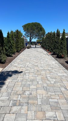 Paver repair project - We completed a paver repair project focused on restoring both the appearance and structural integrity of the existing hardscape.
Our team carefully removed the affected pavers, regraded and compacted the base to ensure proper leveling and drainage, and then reinstalled the pavers to create a smooth, even surface. We also made sure to match the existing layout and pattern for a seamless finish.
The result is a clean, level, and refreshed paver area that not only looks great but is also built to last. Paver repair project - We completed a paver repair project focused on restoring both the appearance and structural integrity of the existing hardscape.
Our team carefully removed the affected pavers, regraded and compacted the base to ensure proper leveling and drainage, and then reinstalled the pavers to create a smooth, even surface. We also made sure to match the existing layout and pattern for a seamless finish.
The result is a clean, level, and refreshed paver area that not only looks great but is also built to last.
