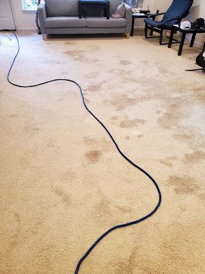 Pet urine decontamination and odor removal - Two days before listing this customers home the customer decided to try and clean the urine stains instead of replacing the carpets to save money. They contacted DMV Carpet Cleaning and they were amazed with the results!  All of the stains were removed and the customer stated that the carpets looked and smelled amazing.