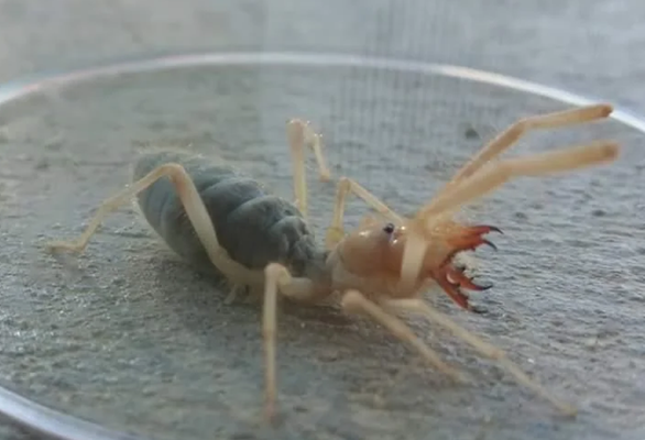 Las Vegas Pest Control Service - Here are some creepy crawlers our Service Technicians have encountered in the Las Vegas valley this year. If you see anything creepy & crawling - reach out to us and we'll get your environment under control fast! Don't let the pest invaders move in rent free! :) Las Vegas Pest Control Service - Here are some creepy crawlers our Service Technicians have encountered in the Las Vegas valley this year. If you see anything creepy & crawling - reach out to us and we'll get your environment under control fast! Don't let the pest invaders move in rent free! :)
