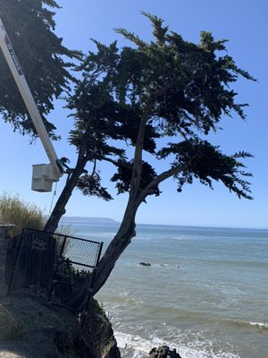 Tree trimming over the Ocean in Cayucos and a beautiful big Oak in Morro Bay. - We are Coastal Tree Experts. Leave it to the professionals to expertly and safely handle all your tree care needs. Fully licensed and insured since 1984.