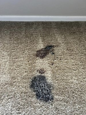 Heavy Stain Removal - A client had a mixture of ink and gel stained within the fibers of the carpet. With our expertise and knowledge, we successfully removed the stain completely without damaging the carpet. Heavy Stain Removal - A client had a mixture of ink and gel stained within the fibers of the carpet. With our expertise and knowledge, we successfully removed the stain completely without damaging the carpet.