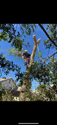 Sissoo Removal - Removing a Sissoo from a backyard in Scottsdale.
- Tree was causing damage to a block wall so it had to go. Sissoo Removal - Removing a Sissoo from a backyard in Scottsdale.
- Tree was causing damage to a block wall so it had to go.